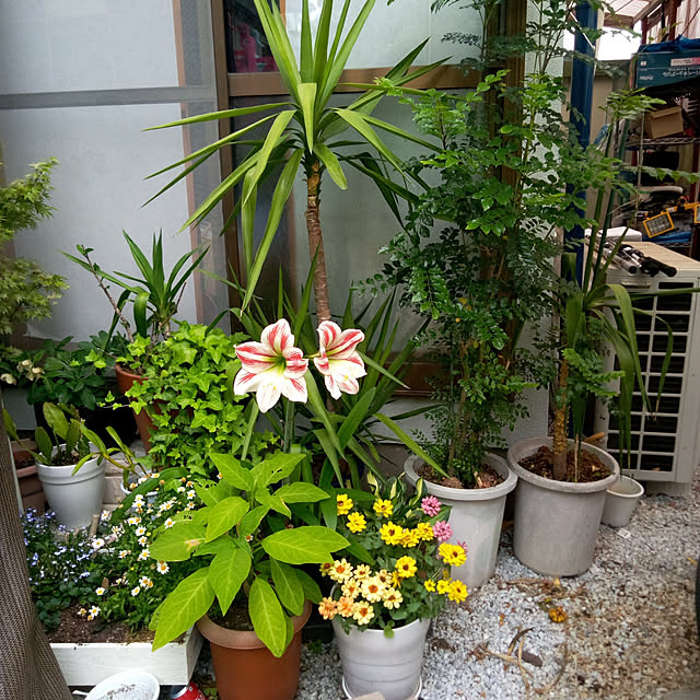 Yoshietanka3492さんの実例写真