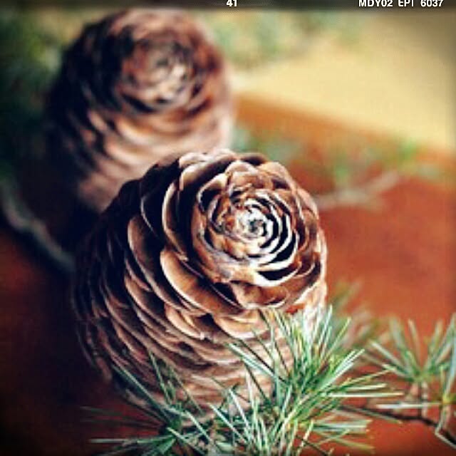 cedarrosemamさんの実例写真
