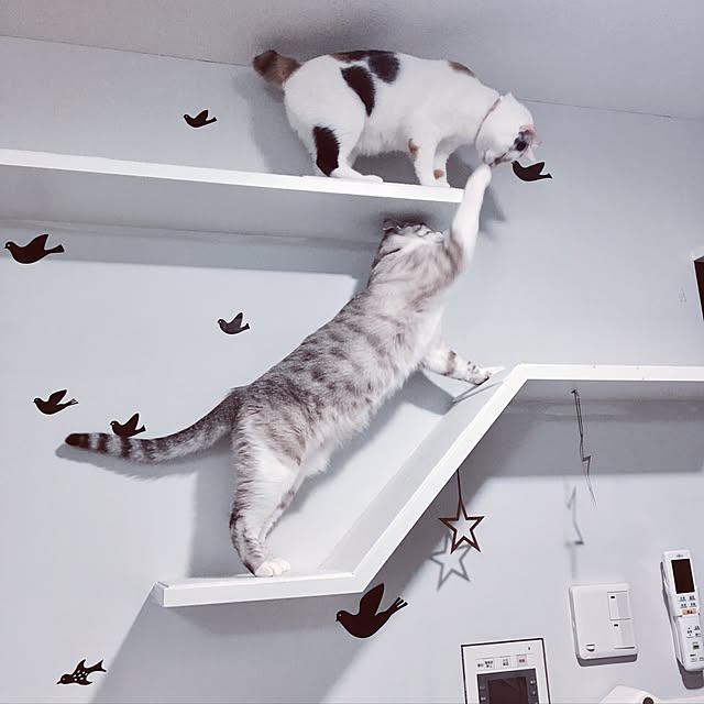 biblicatさんの実例写真