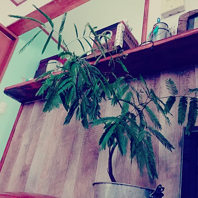 rpmm_mamaさんの実例写真