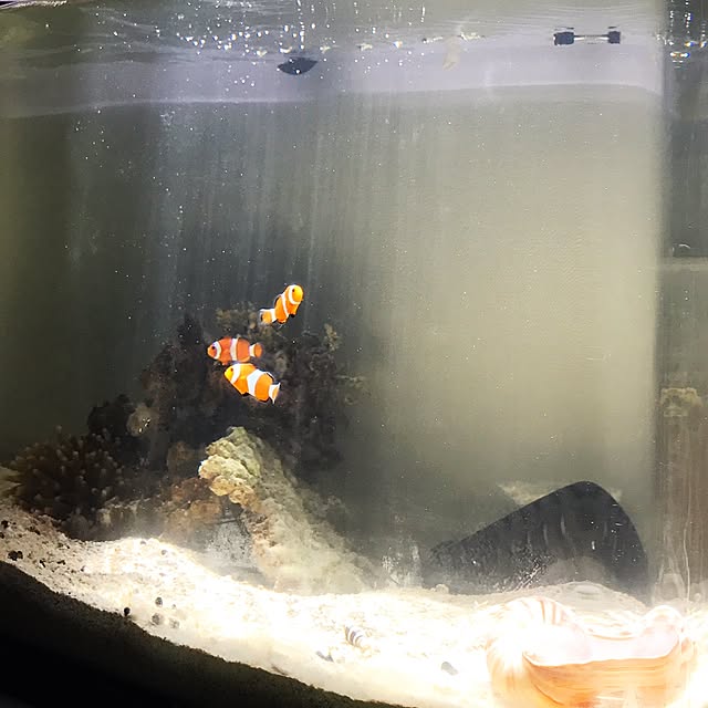 aquaさんの実例写真