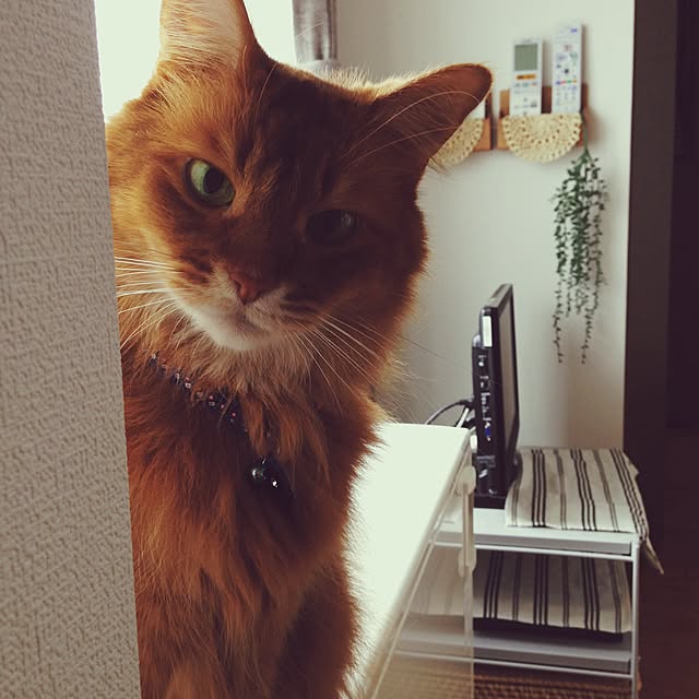 yukinoさんの実例写真