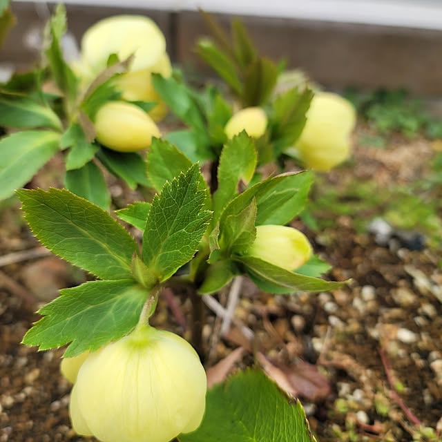 VIORAさんの実例写真