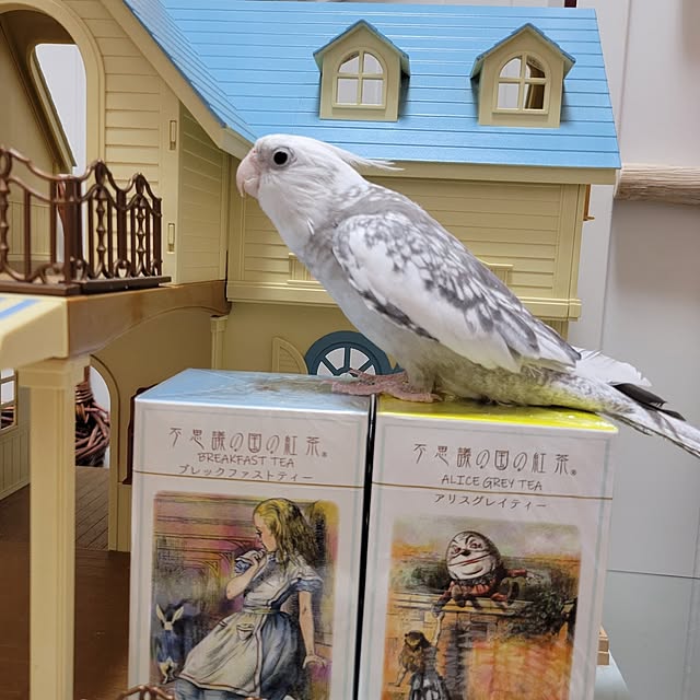 ANTENNAさんの部屋