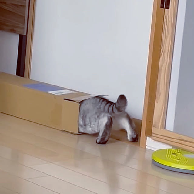 yokkochanさんの実例写真