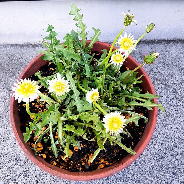 NSDさんの実例写真