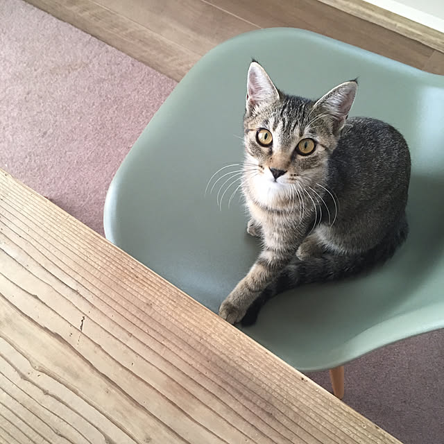 mikomaruさんの実例写真