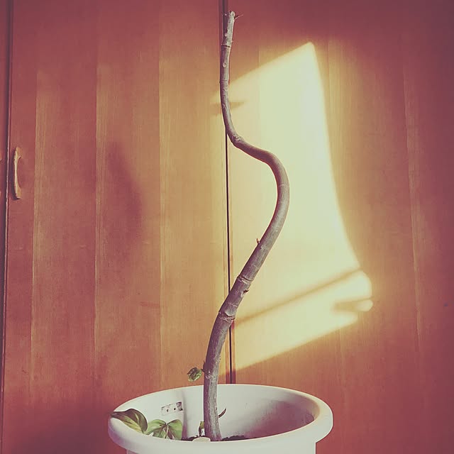 部屋全体/ウンベラータ/観葉植物のインテリア実例 - 2017-01-25 20:24:21