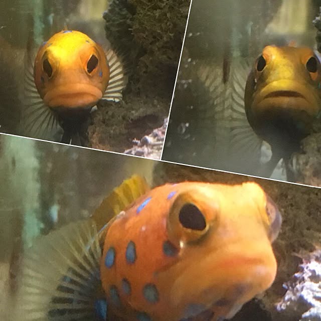 aquarium_seaさんの実例写真