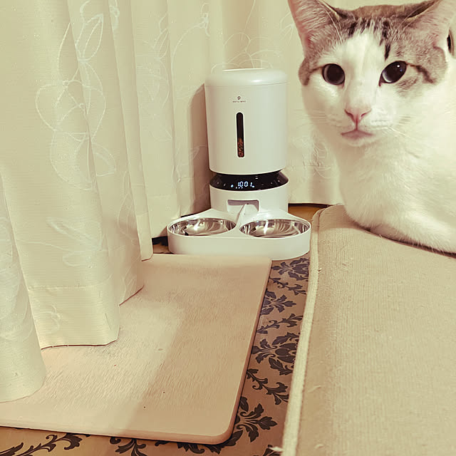 猫と暮らす家/ねこと暮らす。/ねこのいる日常/ねこのいる風景/リビング...などのインテリア実例 - 2022-11-14 23:23:56
