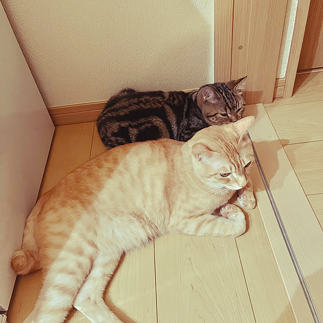 chiiさんの部屋