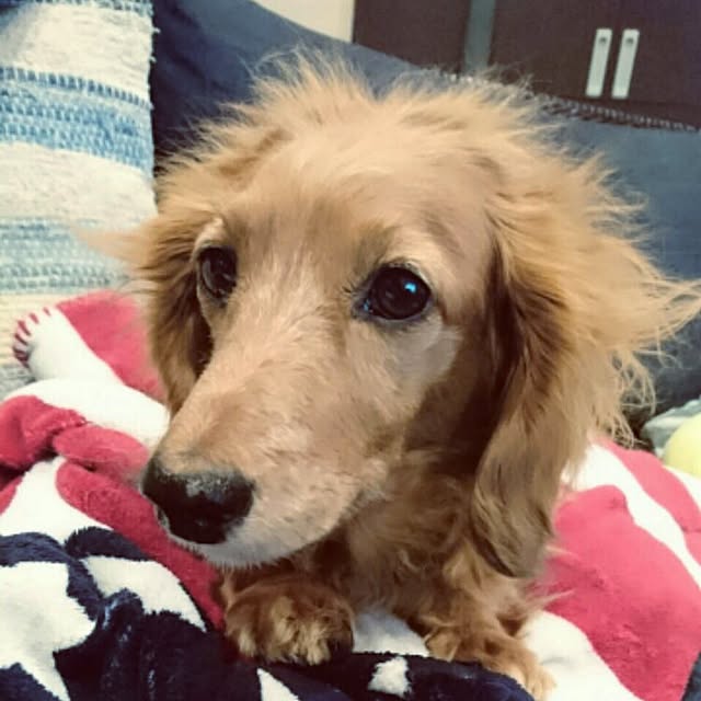 cocosorasakuさんの実例写真