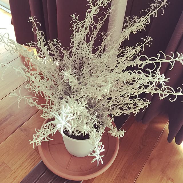 Daisukeさんの実例写真