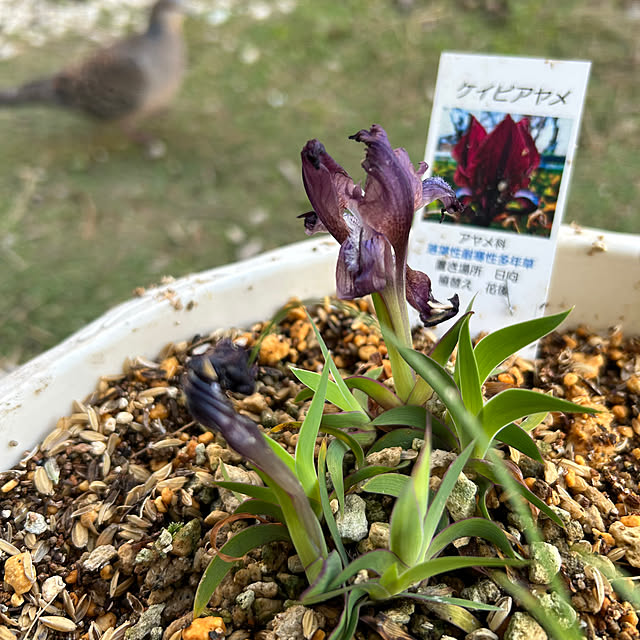 sukkorobiさんの部屋