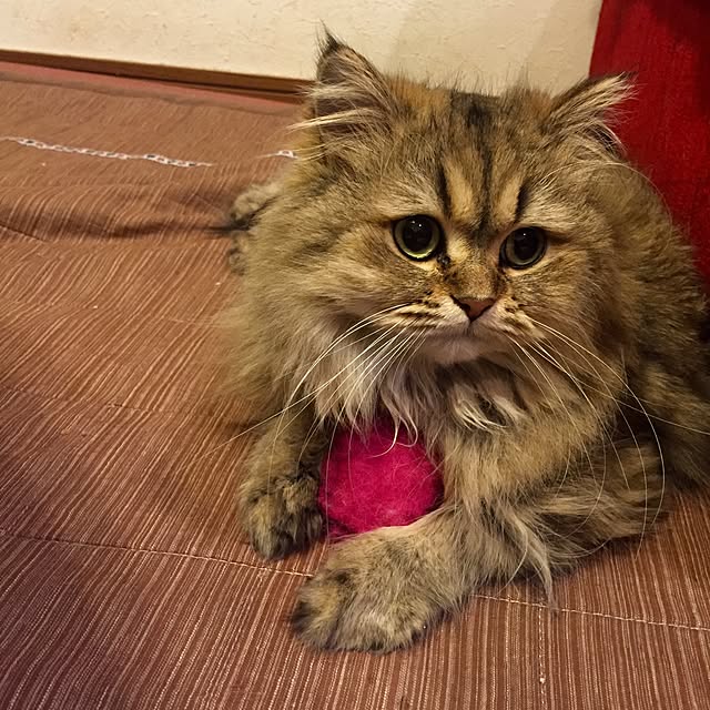 butachanさんの実例写真