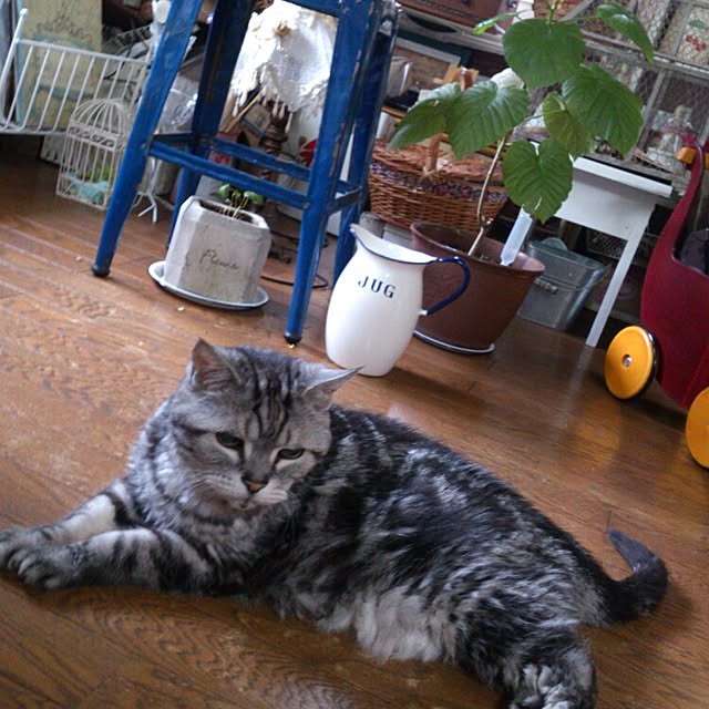 showさんの実例写真