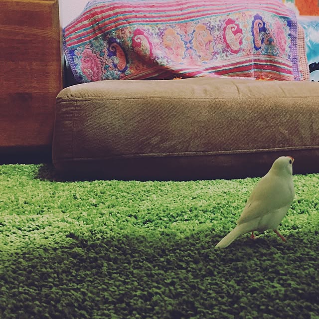 Ishiharaさんの実例写真