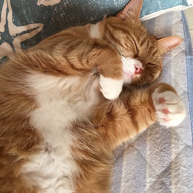CATさんの実例写真