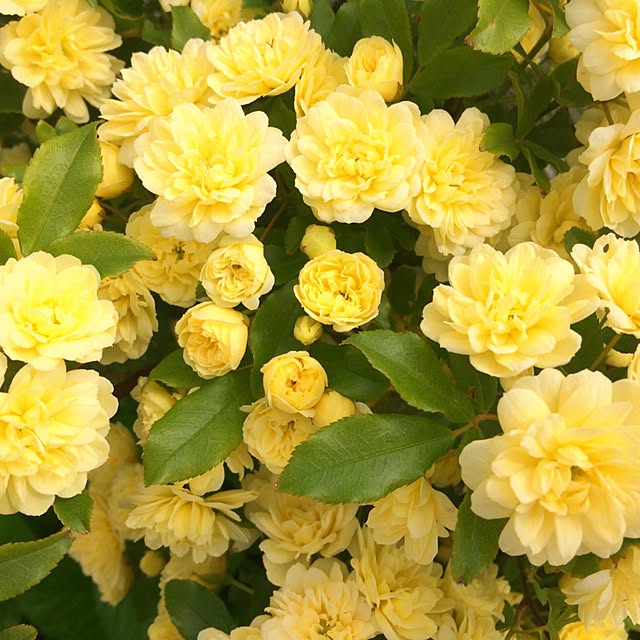 HappyRoseさんの実例写真
