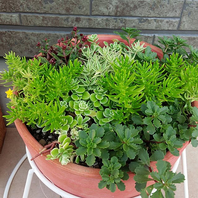 ayumamiさんの実例写真