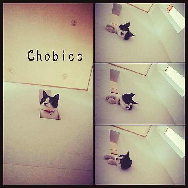 Chomeakiさんの実例写真