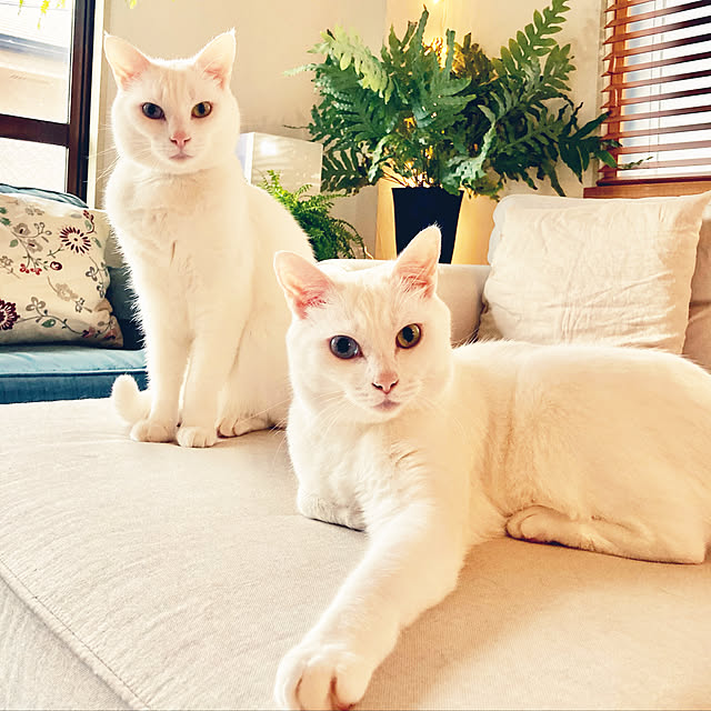catsmamさんの実例写真
