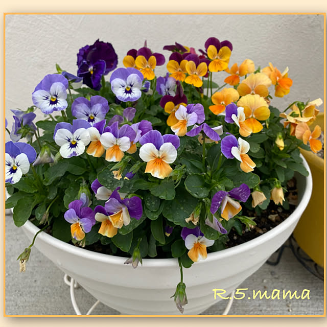 R.5.mamaさんの実例写真