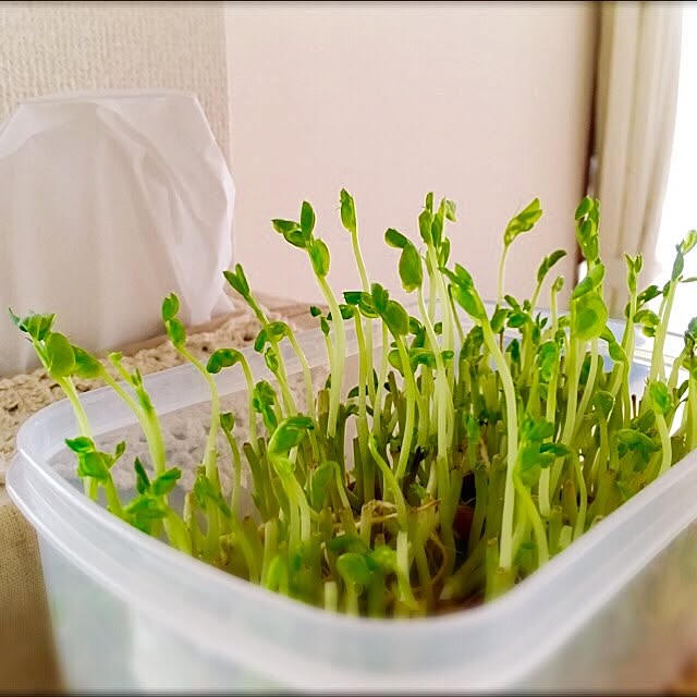 DORAさんの実例写真