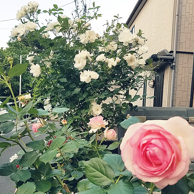 saku-naraさんの実例写真