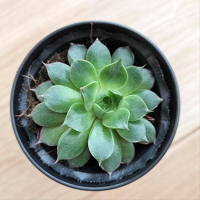 pecoさんの部屋