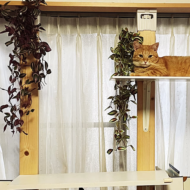 okogeさんの実例写真
