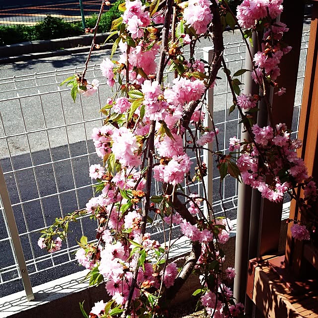 magarinさんの実例写真