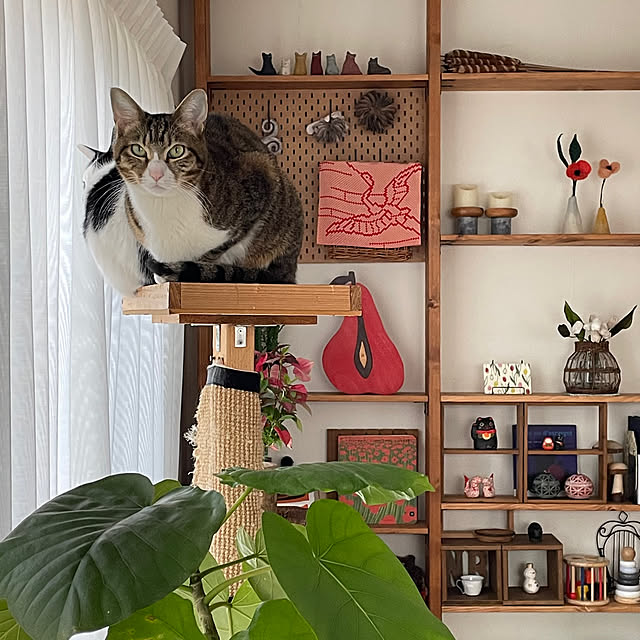 nobikoさんの部屋