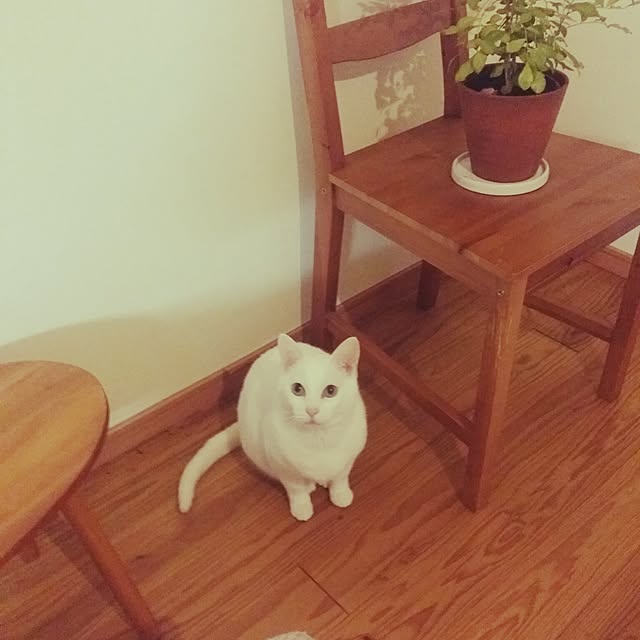 morokyuさんの実例写真