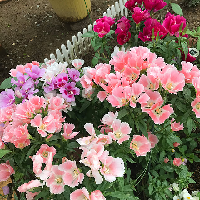 harukingさんの実例写真
