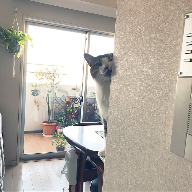 nekomiさんの実例写真