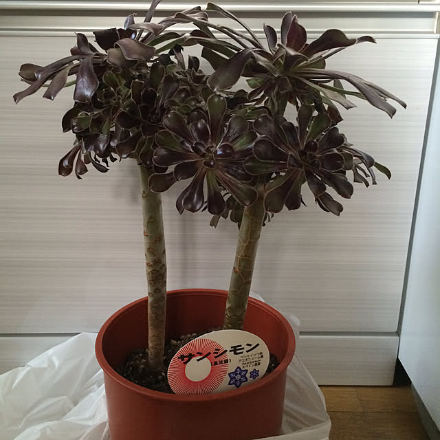 kuさんの実例写真