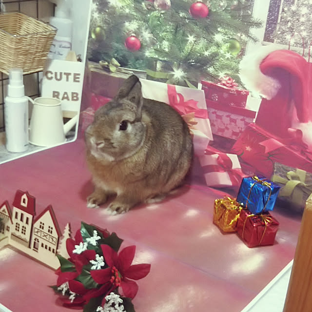 yuzu0223さんの実例写真