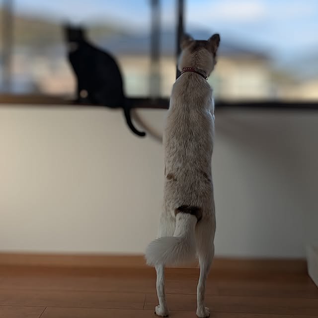 asaさんの実例写真