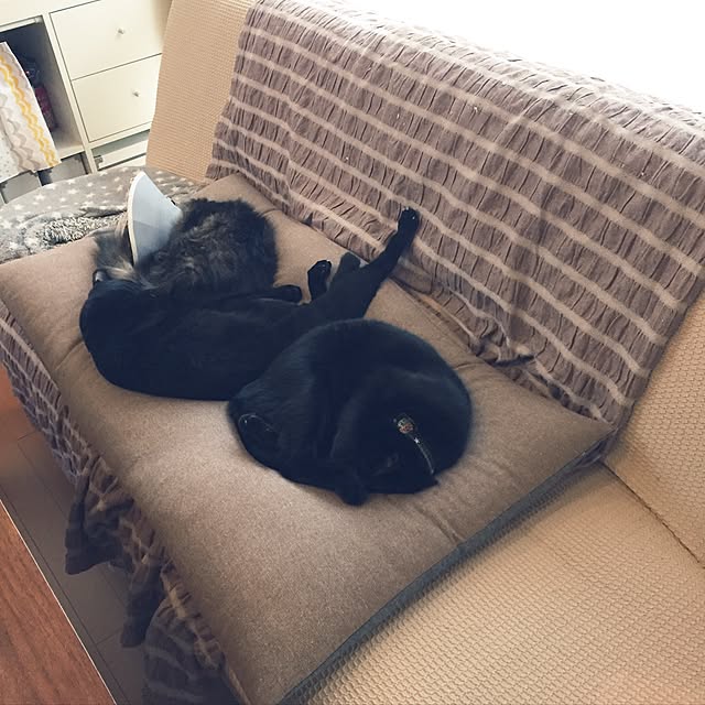 yuki0511さんの実例写真