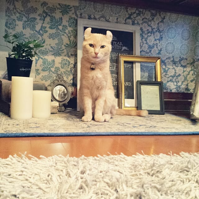 cottonさんの実例写真