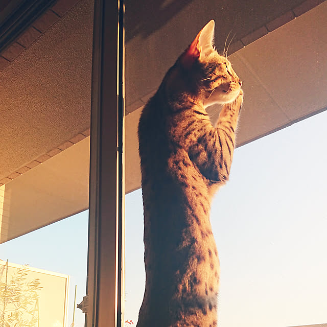 yuzuaoさんの実例写真