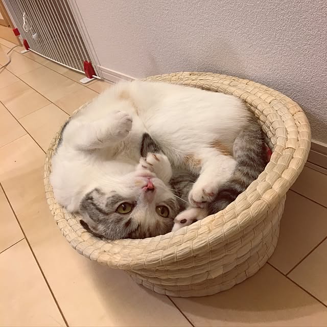 yokkochanさんの実例写真
