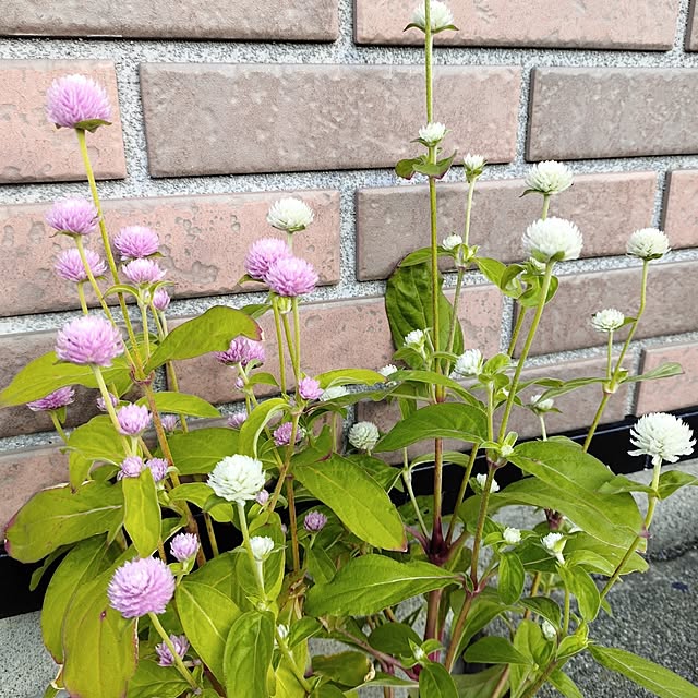 kiraさんの部屋