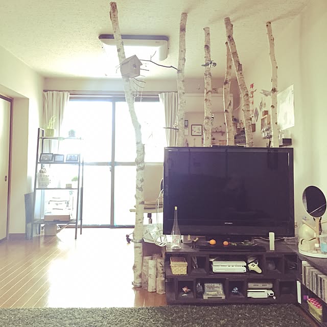 部屋全体/パーテーション/白樺/インコ/セキセイインコ...などのインテリア実例 - 2016-01-12 23:16:21