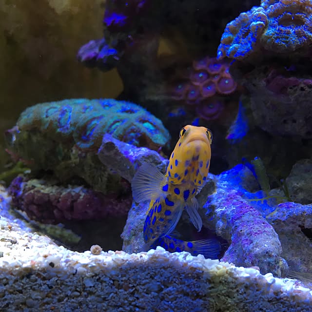 aquarium_seaさんの実例写真
