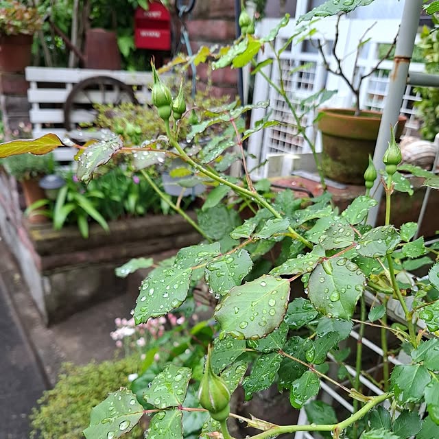 midoriさんの実例写真