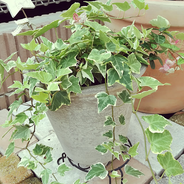 pinokoさんの実例写真