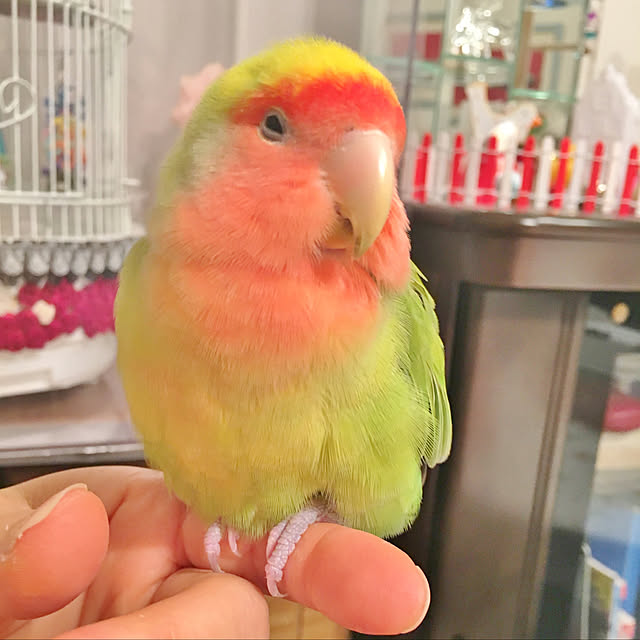 shino0721さんの実例写真