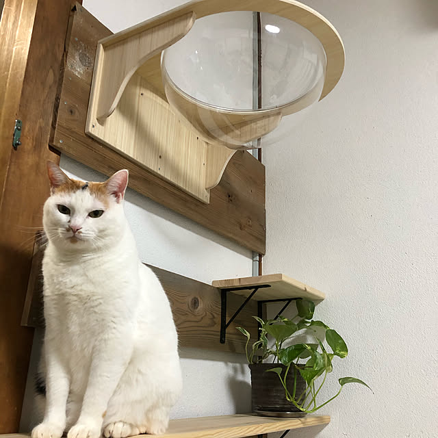 tokekoさんの実例写真